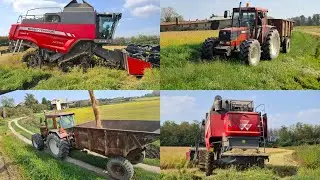 🌾 MIETITURA DEL RISO : Massey Ferguson 7345S Activa + FiatAgri Winner F130 #fiatagri #masseyferguson