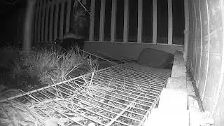 How to get rid of skunk - Adding Motion Sensor lights near the yard or holes