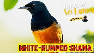 WHITE-RUMPED SHAMA | Birds of Sri Lanka with Thinev | Shama Thrush | Sound / Call