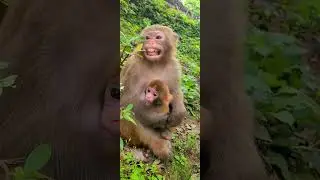 MonkeyZ | LOOK AT THE MONKEY ARE SO LOVELY | MUST SEE