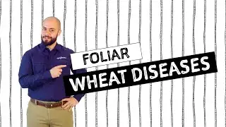 AG in :60 &ndash; Wheat Foliar Diseases