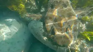 Wobbegong Sharks at North Bondi