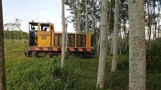 Lokomotif Diesel No  02 Keio Yashima Keluar Dari Hutan Menuju Ke Kebun Tebu PG Kedawung