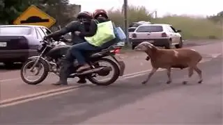 Funny video crazy goat 2016
