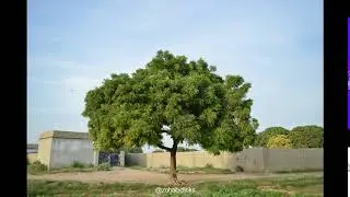 Neem Tree Hyperlapse