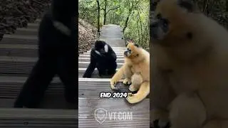 Black Monkey Reunites With His Old Friend PT. 10 🐒