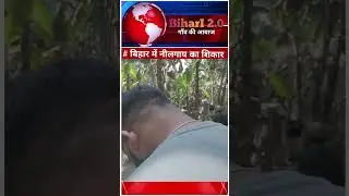 बिहार में नीलगाय का शिकार 😭 #shorts