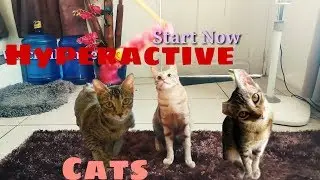 Funny cats so hyper and playful|
