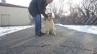 Allan Ross Dog Training