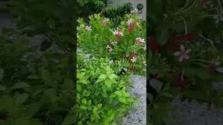 My Beautiful Rooftop Garden | Flower Plants | #shorts