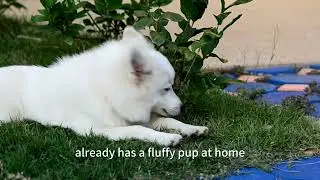 🐾 Discover the Cutest Pet Names That Every Girlfriend Will Love! 🐾