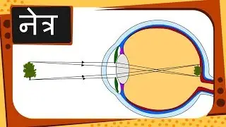 Physics &ndash; नेत्र Part 1 &ndash; How eye works &ndash; Hindi