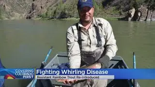 Trout Being Introduced Into Gunnison River Gorge That's Resistant To Whirling Disease
