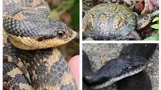 June Eastern Shore Herping: Beautiful Hognose, Tons of Common Snakes, & a Box Turtle Rescue!
