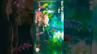My new fishtank set up with milky koi and panda goldfish #cutefishos #coolfish #fishtips #fishfam