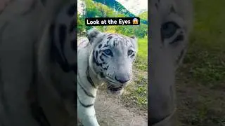 White Tiger Sighting! | Jungle Safari at Statue of Unity Gujarat