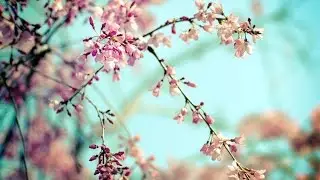 VLOG#93 ГЕРМАНИЯ. ВОЗВРАЩАЕМСЯ К ЖИЗНИ