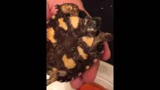Tortoise shell rotting/fungal infection treatment