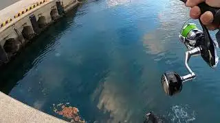 堤防ヒラゴ