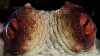 Octopus and human evolved the same eye?