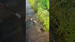 amazing best fishing video❣️unique cast net fishing video from tata #shorts 29/04/2023