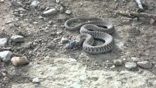 Snake alert: Free use, royalty free creative commons