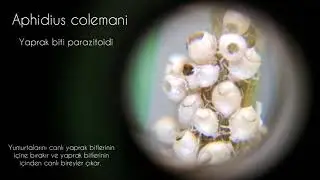 Aphidius colemani