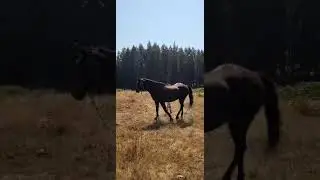 commander 30 yo #mustang #pnw #horse
