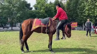 We Tested Horse Training Methods Here's What's Best for Show Success