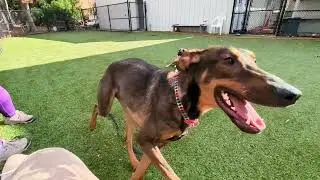 Dramatic Play: Atlas and Luna 20260111