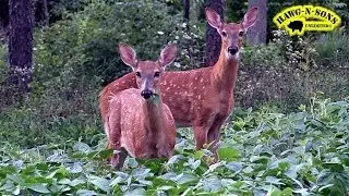 Legendary Whitetails - Chasing Trophy Deer Doe Fawns August