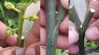 Mango grafting concept 🥭🥭 #graffing #satisfying #viralvideo #trendng #mangografting #gardening