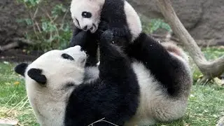 Panda: Giant Panda. Funny Pandas compilation / Панда. Подборка с забавными пандами.