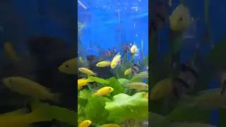 Cichlid & Tiger Barb #youtubeshorts #tigerbarb #shorts