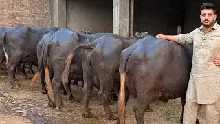 Dairy lover | buffalo for sale | dairy farming in pakistan