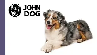 Leżeć, czyli jak nauczyć psa kłaść się na hasło – cześć 2. - TRENING PSA - John Dog