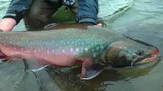 Tree River on the Fly