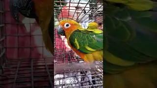 #cheapest #viral #birds #allbirdslover #ulberia