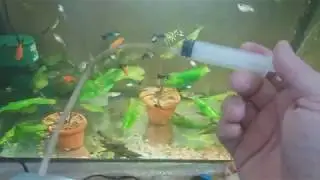 Креветки(Srimps) и Сомики панда)))