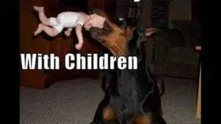 Funny Dog Montage