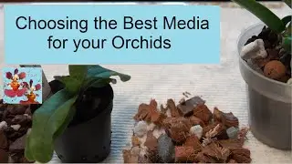 How to Choose Orchid Media | Weather & Environment Factors to Consider When Choosing Orchid Media