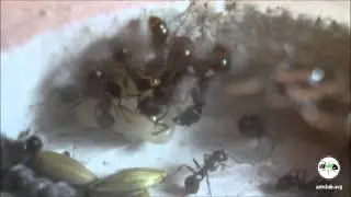Big Ant Pupa