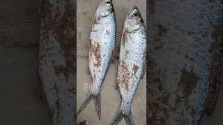 Milk Fish Video #shortsfeed #trending #trendingshorts #shorts