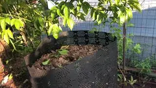 Pruning Purple Passion Fruit