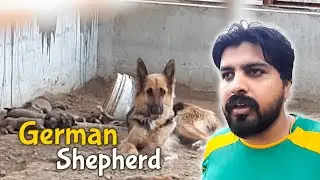 Pehli Dafa Yeh Dog Dekha