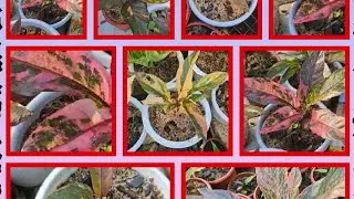 Maximizing Red Color in Series Anthurium Foliage #SousaFamilyGarden @SousaFamilyGarden