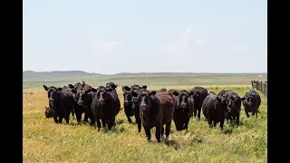 SOLD! Sheep Creek Ranch For Sale in Morrill Nebraska