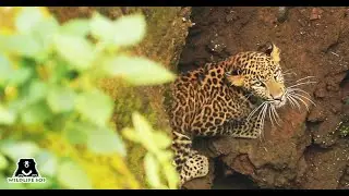 Leopard Rescued from  50-ft Deep Well in Maharashtra