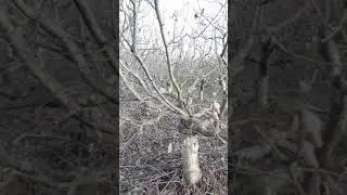 Pruning cobnuts