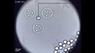Indirect optical trapping using light driven micro-rotors for reconfigurable hydrodynamic